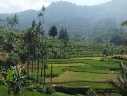 Poktan Rahayu Desa Pulosari Kalapanunggal Siap Panen Padi