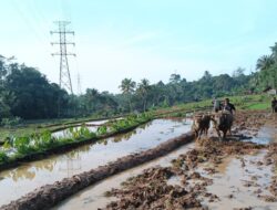 Poktan Limus Amis Desa Kalapanunggal Percepat Olah Tanah, Namun Terkendala Minimnya Hand Traktor