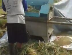 Ketua Suwarna Pimpin Panen Raya Raksamala, Mesin Perontok Padi Jadi Harapan Petani