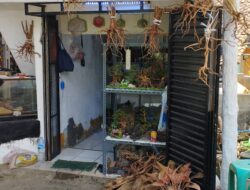 Seroja Aquatik: Solusi Aquascape Indah, Murah & Berkualitas