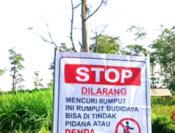 Rumput Peternak Domba Dicuri Terus, Kini Ada Peringatan Keras: STOP Atau Dipidana!