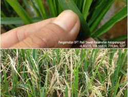 BPP Kalapanunggal Ingatkan Petani Soal Serangan Blas, Jangan Salah Pola Pemupukan !