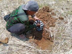 Gubernur Jabar Dorong Analisis Tanah: BPP Kalapanunggal Lakukan Pengambilan Sampel