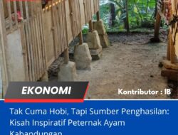 Tak Cuma Hobi, Tapi Sumber Penghasilan: Kisah Inspiratif Peternak Ayam Kabandungan