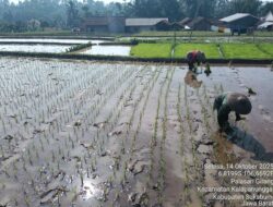 Poktan Sri Rejeki I Mulai Tandur, Landi Ardian Dorong Petani Kalapanunggal Wujudkan Swasembada Pangan