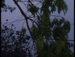 Kalapanunggal Gelap Gulita! Pohon Tumbang Timpa Kabel Listrik Akibat Hujan Lebat Dan Angin Kencang, Warga Heboh Sore Hingga Malam