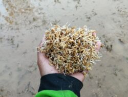 Petani Bergerak! Poktan Rahayu Pulosari Mulai Olah Sawah Dan Tebar Benih Untuk Swasembada Pangan