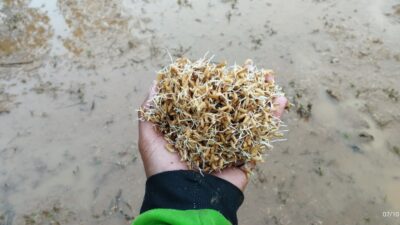 Petani Bergerak! Poktan Rahayu Pulosari Mulai Olah Sawah Dan Tebar Benih Untuk Swasembada Pangan