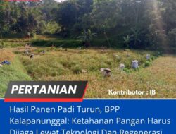 Hasil Panen Padi Turun, BPP Kalapanunggal: Ketahanan Pangan Harus Dijaga Lewat Teknologi Dan Regenerasi