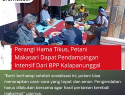 Perangi Hama Tikus, Petani Makasari Dapat Pendampingan Intensif Dari BPP Kalapanunggal