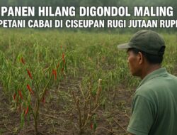 Panen Hilang Digondol Maling, Petani Cabai Di Ciseupan Rugi Jutaan Rupiah!