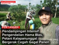 Pendampingan Intensif Pengendalian Hama Blas, Petani Kalapanunggal Bergerak Cegah Gagal Panen