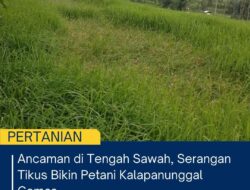 Ancaman Di Tengah Sawah, Serangan Tikus Bikin Petani Kalapanunggal Cemas