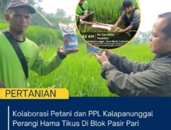 Kolaborasi Petani Dan PPL Kalapanunggal Perangi Hama Tikus Di Blok Pasir Pari