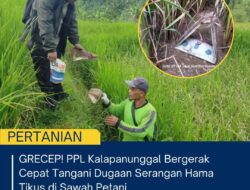 GRECEP! PPL Kalapanunggal Bergerak Cepat Tangani Dugaan Serangan Hama Tikus Di Sawah Petani
