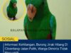 Informasi Kehilangan, Burung Jinak Hilang Di Cibentang–Jalan Putih, Warga Diminta Tidak Menyakiti Design 2(6)
