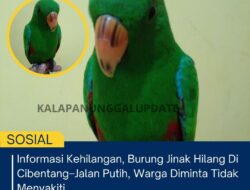 Informasi Kehilangan, Burung Jinak Hilang Di Cibentang–Jalan Putih, Warga Diminta Tidak Menyakiti
