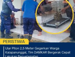 Ular Piton 2,5 Meter Gegerkan Warga Kalapanunggal, Tim DAMKAR Bergerak Cepat Lakukan Penyelamatan