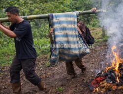 Diserang Lebah Hutan Saat Mencari Rumput, Warga Tegallega Selamat Berkat Aksi Heroik Petani Sawah