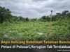Angin Kencang Robohkan Tanaman Buncis Petani di Pulosari, Kerugian Tak Terelakkan IMG-20260124-WA0013