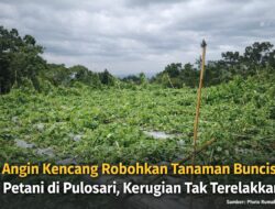 Angin Kencang Robohkan Tanaman Buncis Petani di Pulosari, Kerugian Tak Terelakkan
