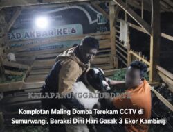 Komplotan Maling Domba Terekam CCTV di Sumurwangi, Beraksi Dini Hari Gasak 3 Ekor Kambing