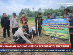 Penanaman Jagung Hibrida Serentak Di Bojonggenteng, Sinergi Pemerintah Kecamatan Dan Polri Dukung Ketahanan Pangan