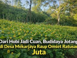 Dari Hobi Jadi Cuan, Budidaya Jotang Di Desa Mekarjaya Raup Omset Ratusan Juta