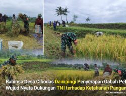 Babinsa Desa Cibodas Dampingi Penyerapan Gabah Petani, Wujud Nyata Dukungan TNI terhadap Ketahanan Pangan