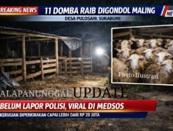 11 Ekor Domba Digondol Maling Di Pulosari, Korban Belum Lapor Polisi – Informasi Viral Di WhatsApp