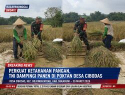 Perkuat Ketahanan Pangan, TNI Dampingi Panen Di Poktan Desa Cibodas