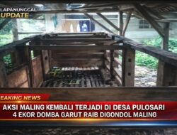 Aksi Maling Kembali Terjadi Di Desa Pulosari, 4 Ekor Domba Garut Raib Digondol Maling