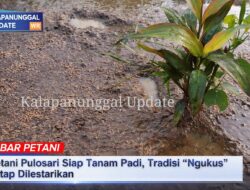 Petani Pulosari Siap Tanam Padi, Tradisi “Ngukus” Tetap Dilestarikan