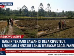 Banjir Terjang Sawah Di Desa Cipeuteuy, Lebih Dari 4 Hektare Lahan Terancam Gagal Panen