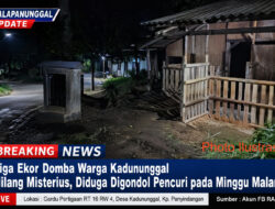 Tiga Ekor Domba Warga Kadununggal Hilang Misterius, Diduga Digondol Pencuri Pada Minggu Malam