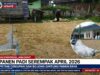 Panen Padi Serempak April 2026, Petani Ciseupan Dan Bojonggintung Panen Raya IMG-20260501-WA0023