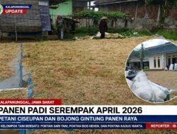 Panen Padi Serempak April 2026, Petani Ciseupan Dan Bojonggintung Panen Raya