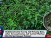 Budidaya Kumis Kucing Jadi Peluang Baru, Lahan Kosong Disulap Jadi Sumber Manfaat Oleh Warga Ciseupan Pulosari IMG-20260504-WA0038