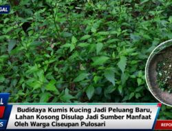 Budidaya Kumis Kucing Jadi Peluang Baru, Lahan Kosong Disulap Jadi Sumber Manfaat Oleh Warga Ciseupan Pulosari
