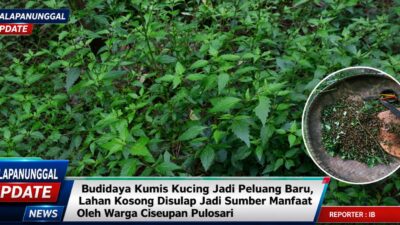 Budidaya Kumis Kucing Jadi Peluang Baru, Lahan Kosong Disulap Jadi Sumber Manfaat Oleh Warga Ciseupan Pulosari
