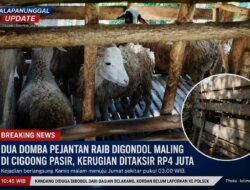 BREAKING NEWS: Dua Domba Pejantan Raib Digondol Maling Di Cigoong Pasir