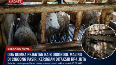 BREAKING NEWS: Dua Domba Pejantan Raib Digondol Maling Di Cigoong Pasir