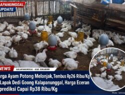 Harga Ayam Potong Melonjak, Tembus Rp26 Ribu/Kg di Lapak Dedi Goong Kalapanunggal, Harga Eceran Diprediksi Capai Rp38 Ribu/Kg