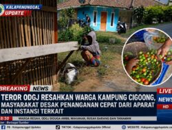 Teror ODGJ Resahkan Warga Kampung Cigoong, Masyarakat Desak Penanganan Cepat Dari Aparat Dan Instansi Terkait