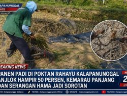 Panen Padi Di Poktan Rahayu Kalapanunggal Anjlok Hampir 50 Persen, Kemarau Panjang Dan Serangan Hama Jadi Sorotan