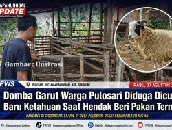 Domba Garut Warga Pulosari Diduga Dicuri, Baru Ketahuan Saat Hendak Beri Pakan Ternak