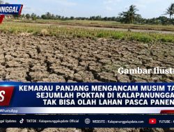 Kemarau Panjang Mengancam Musim Tanam, Sejumlah POKTAN Di Kalapanunggal Tak Bisa Olah Lahan Pasca Panen