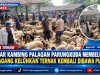 Pasar Kambing Palagan Parungkuda Membeludak, Pedagang Keluhkan Ternak Kembali Dibawa Pulang WhatsApp Image 2026-09-01 at 11.28.12