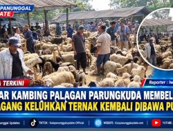 Pasar Kambing Palagan Parungkuda Membeludak, Pedagang Keluhkan Ternak Kembali Dibawa Pulang