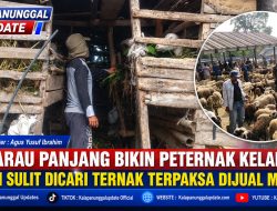 Kemarau Panjang Bikin Peternak Kelabakan, Pakan Sulit Dicari Ternak Terpaksa Dijual Murah
